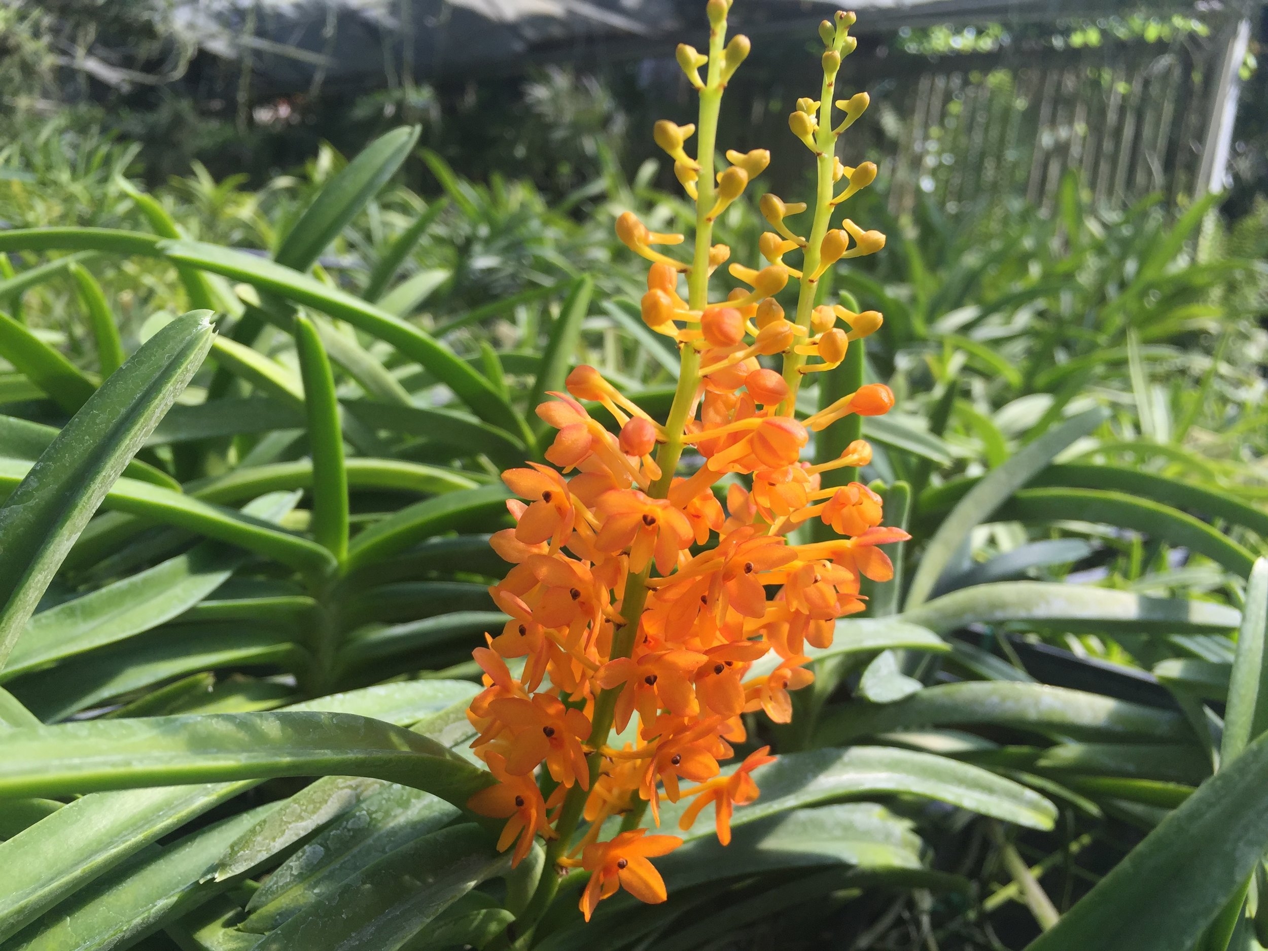 Vanda Ashleigh Elizabeth Johnson (V. garayi x V. miniata 'Mary